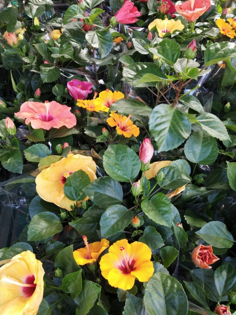 木槿