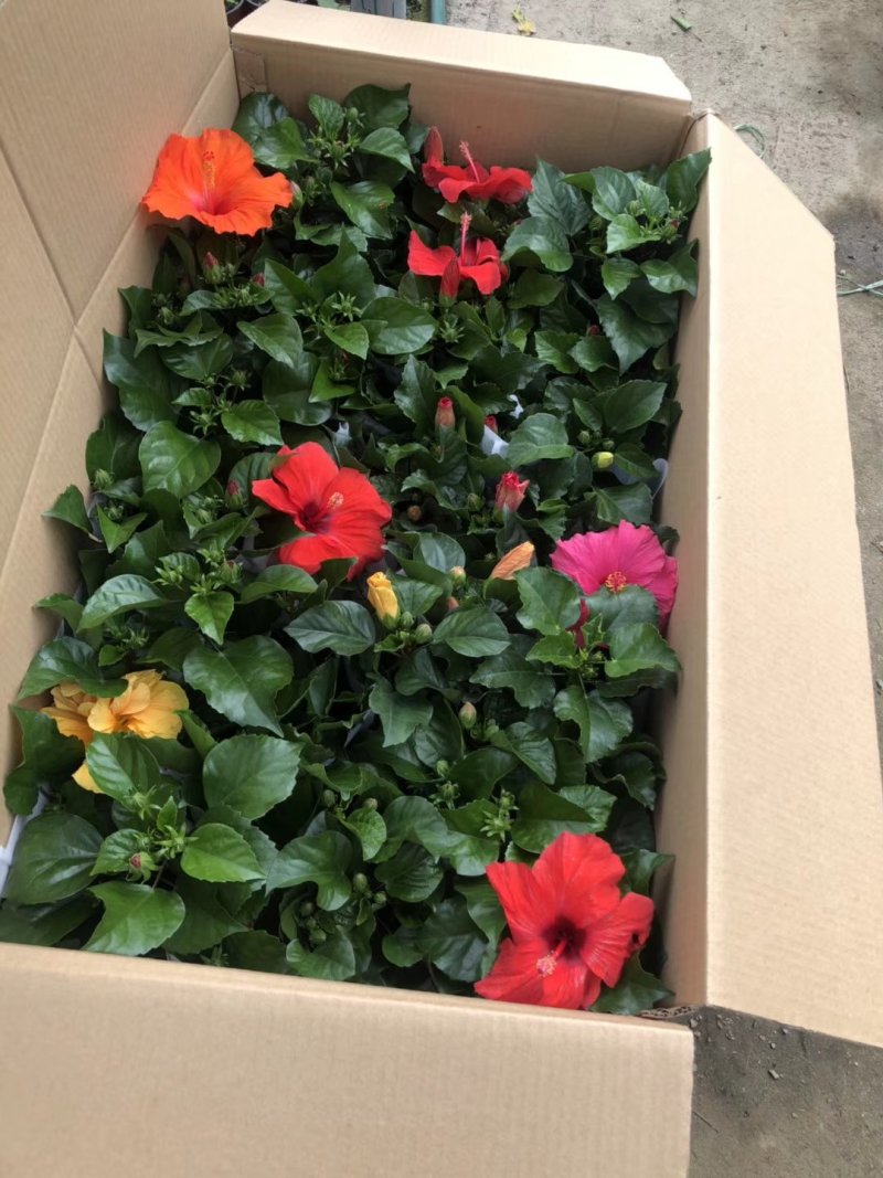 木槿