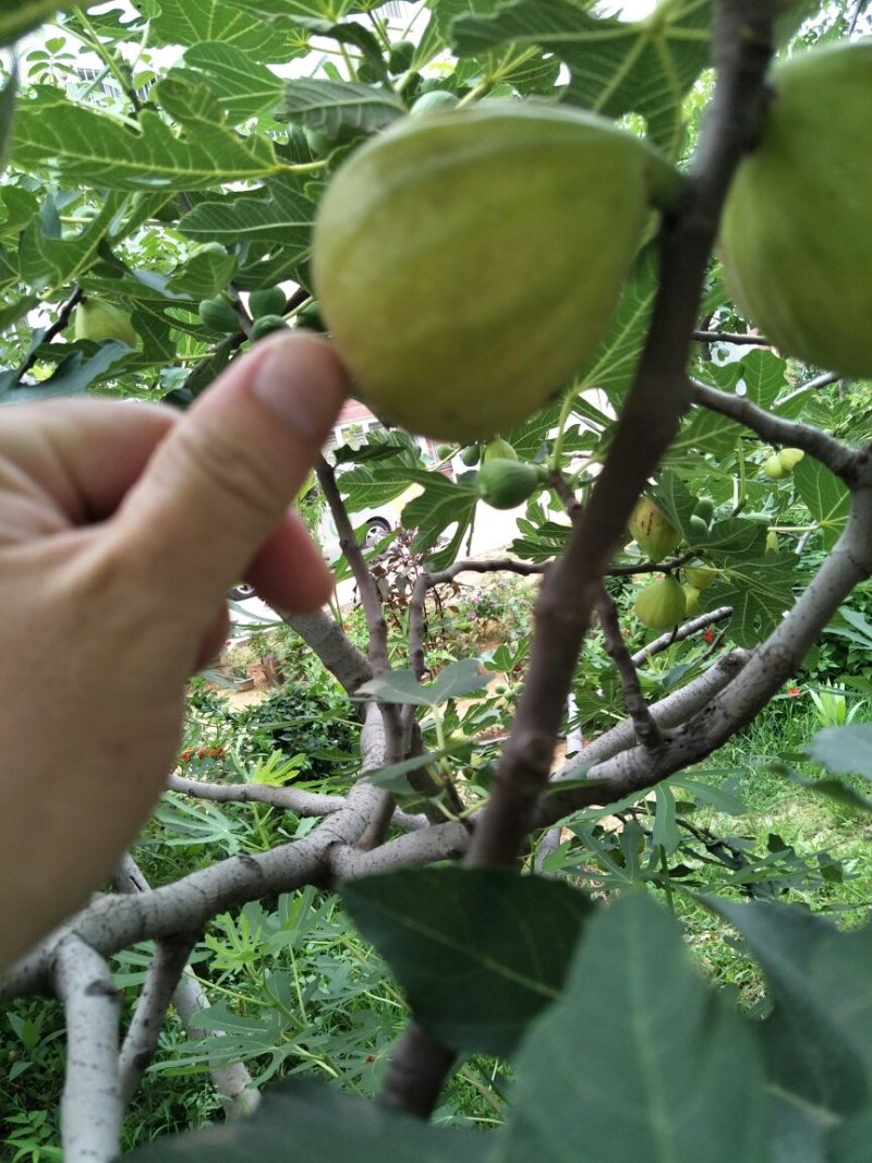 批发无花果苗一年苗波姬红布兰瑞克成活率高