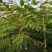 香椿树苗大棚苗，地裁苗1-2年山东泰安苗木批发