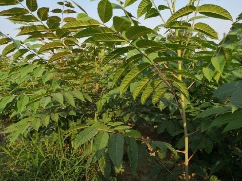 香椿树苗大棚苗，地裁苗1-2年山东泰安苗木批发