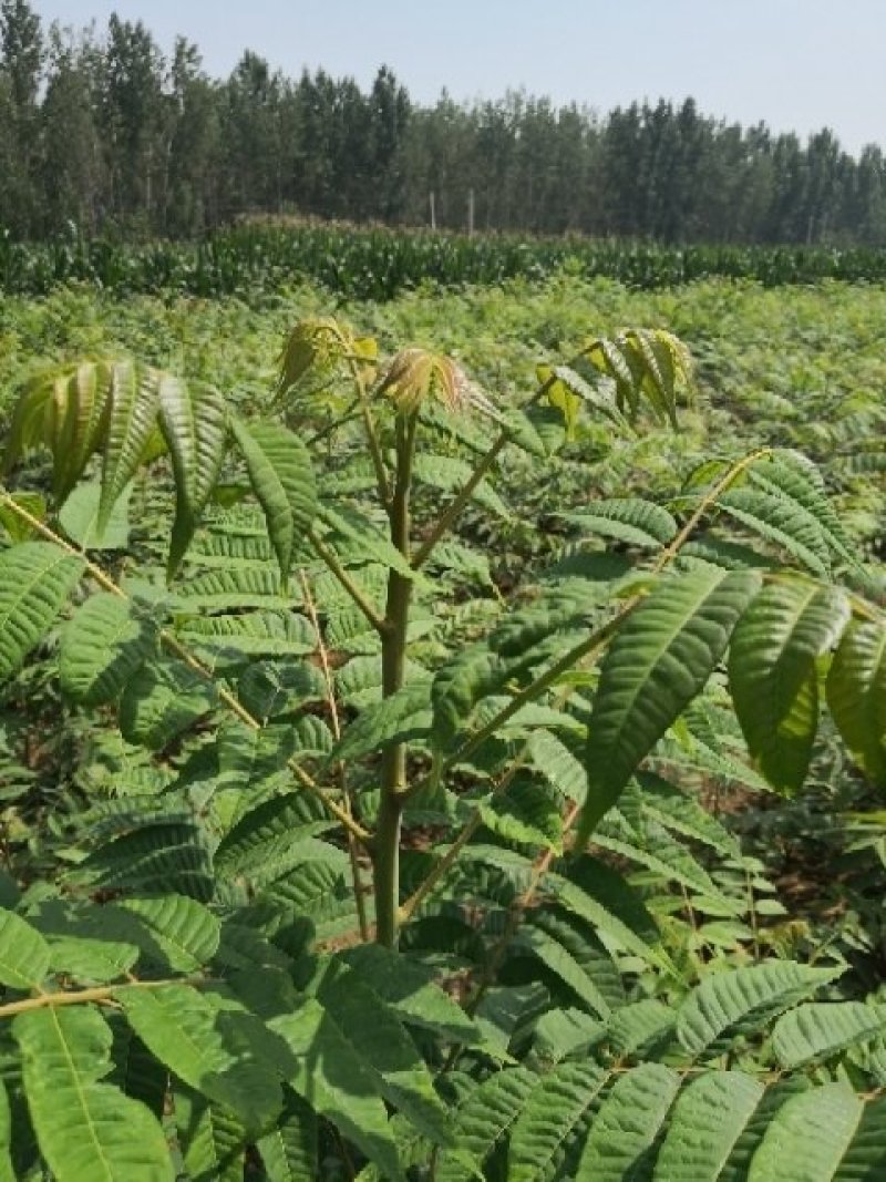 香椿树苗大棚苗，地裁苗1-2年山东泰安苗木批发