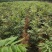 香椿树苗大棚苗，地裁苗1-2年山东泰安苗木批发