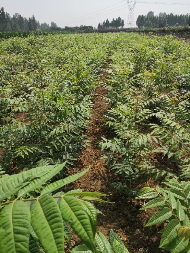 香椿树苗大棚苗，地裁苗1-2年山东泰安苗木批发