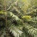 香椿树苗大棚苗，地裁苗1-2年山东泰安苗木批发