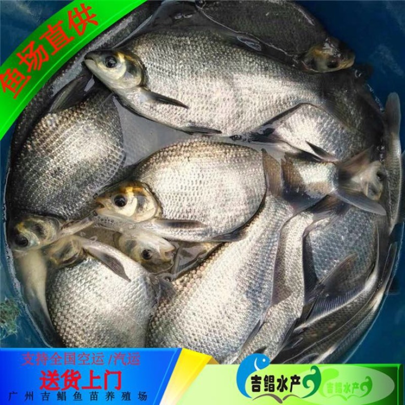 武昌鱼鱼苗武昌鱼苗（鳊鱼苗）