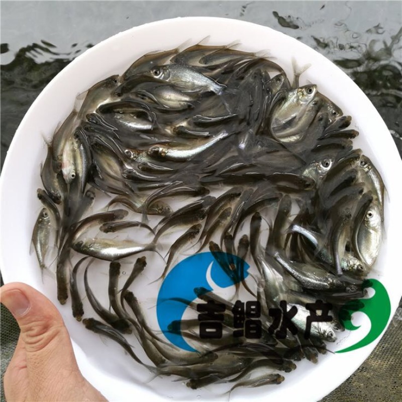 武昌鱼鱼苗武昌鱼苗（鳊鱼苗）