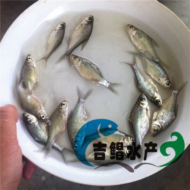 武昌鱼鱼苗武昌鱼苗（鳊鱼苗）