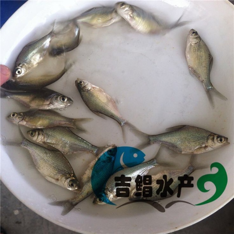 武昌鱼鱼苗武昌鱼苗（鳊鱼苗）