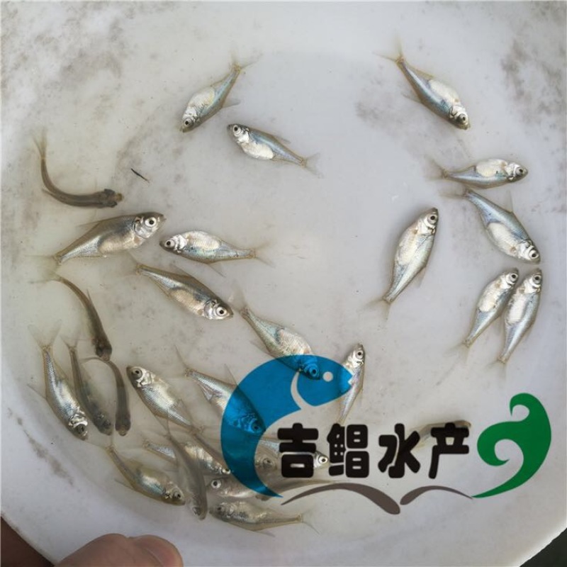 武昌鱼鱼苗武昌鱼苗（鳊鱼苗）
