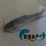 鮰鱼苗斑点叉尾鮰鱼苗