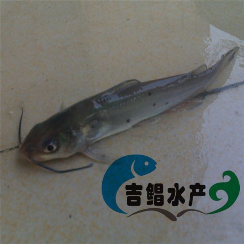 鮰鱼苗斑点叉尾鮰鱼苗
