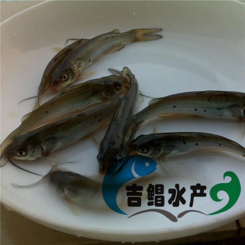 鮰鱼苗斑点叉尾鮰鱼苗