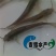 鮰鱼苗斑点叉尾鮰鱼苗