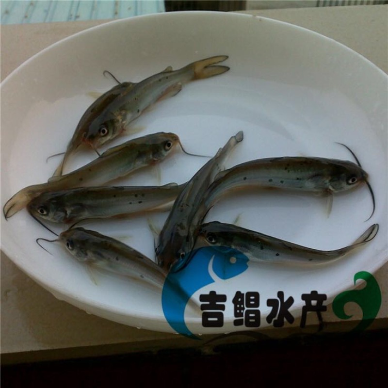 鮰鱼苗斑点叉尾鮰鱼苗