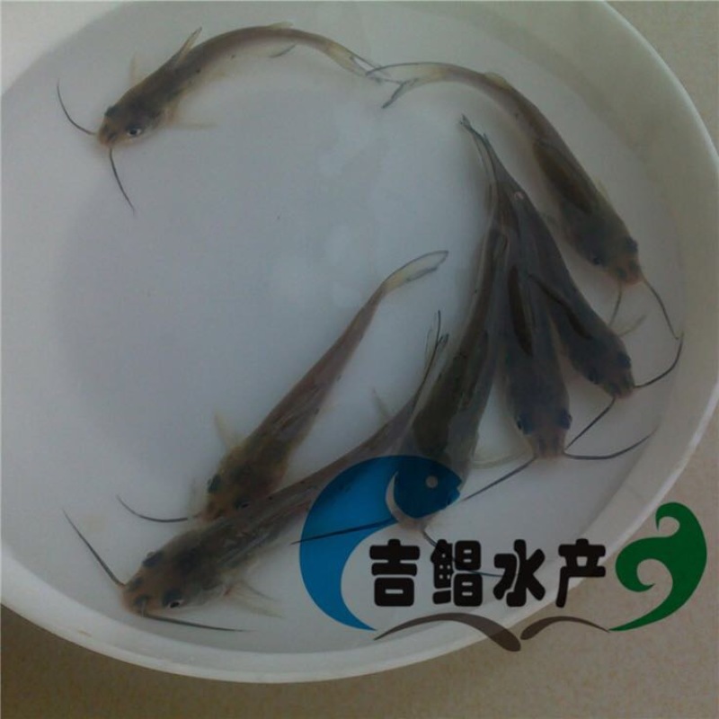 鮰鱼苗斑点叉尾鮰鱼苗
