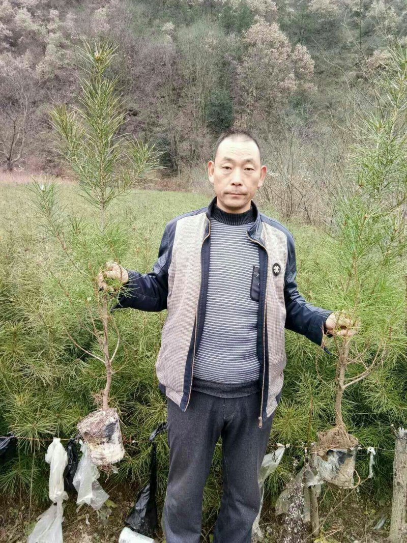 造型松，快手造型松原苗