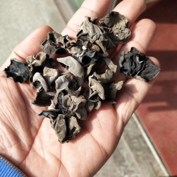 黑木耳特级
