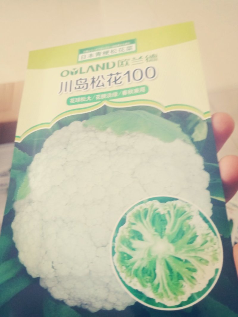 大娃娃菜，白菜，包菜，60菜预售