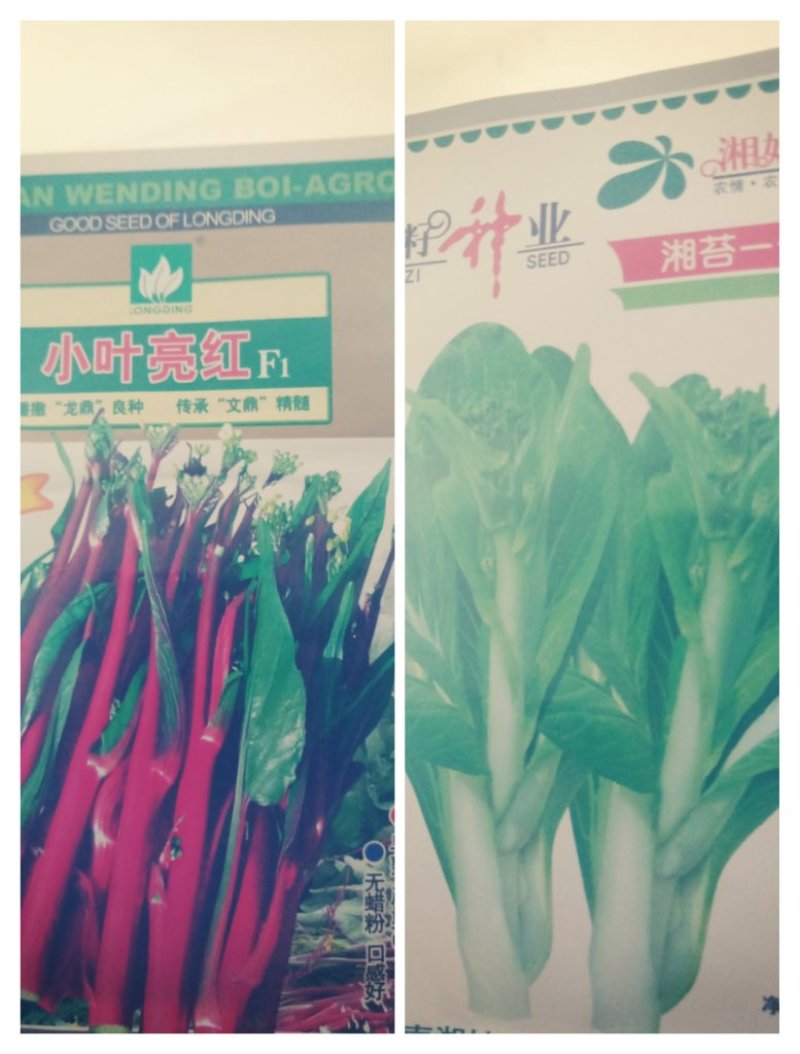 大娃娃菜，白菜，包菜，60菜预售