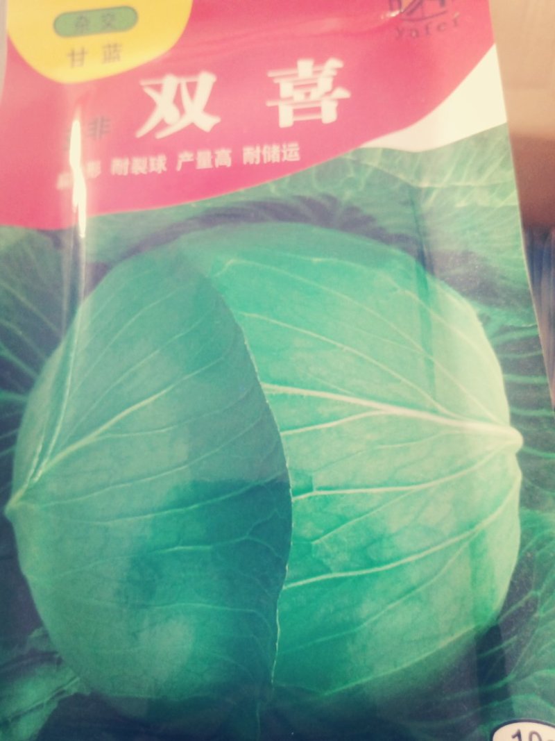 大娃娃菜，白菜，包菜，60菜预售