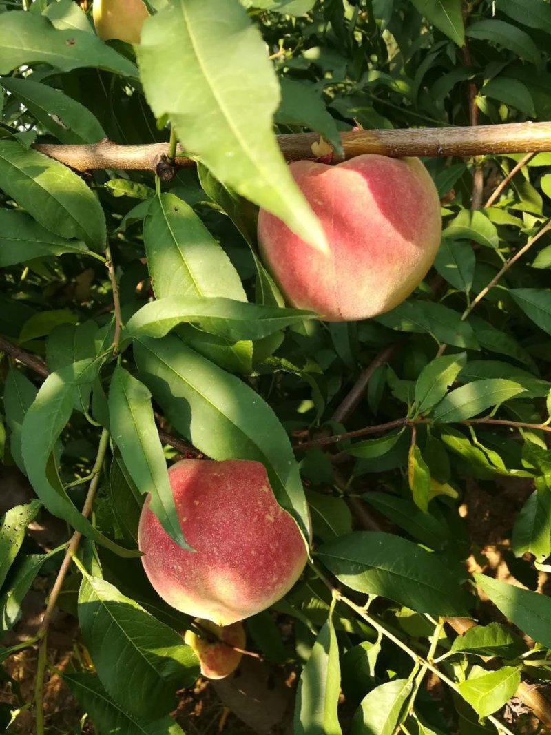 金秋红蜜桃