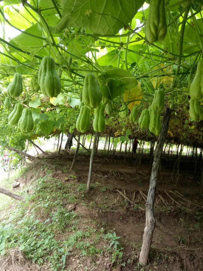 佛手瓜