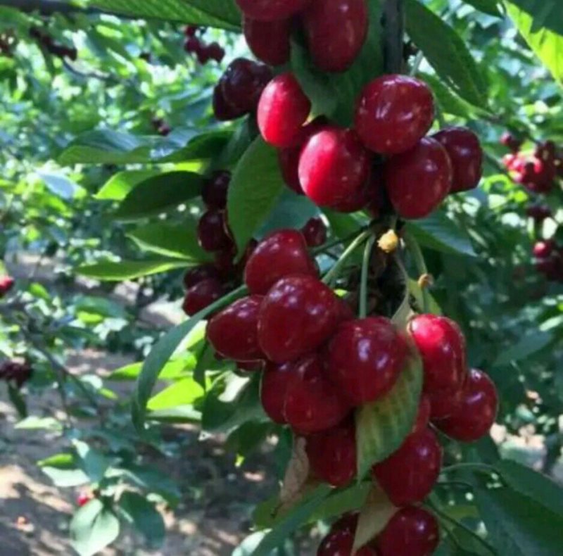 俄罗斯八号樱桃树苗育苗基地组培吉塞拉砧木