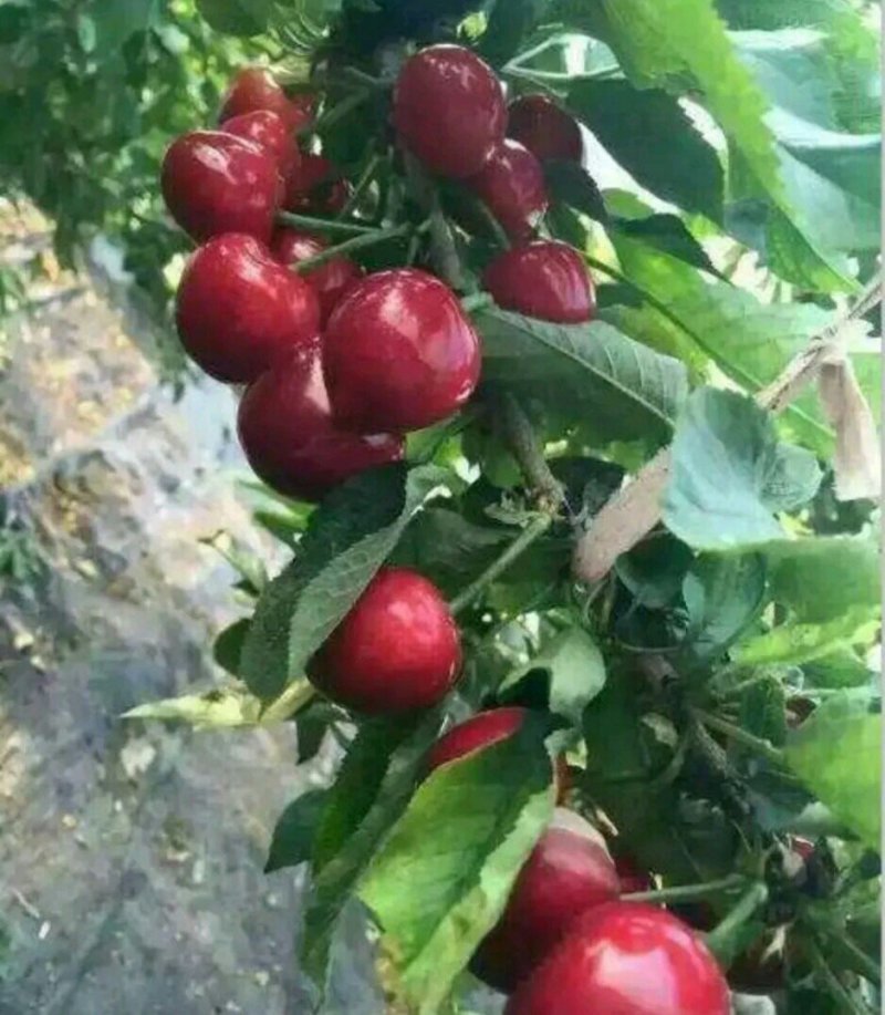 俄罗斯八号樱桃树苗育苗基地组培吉塞拉砧木