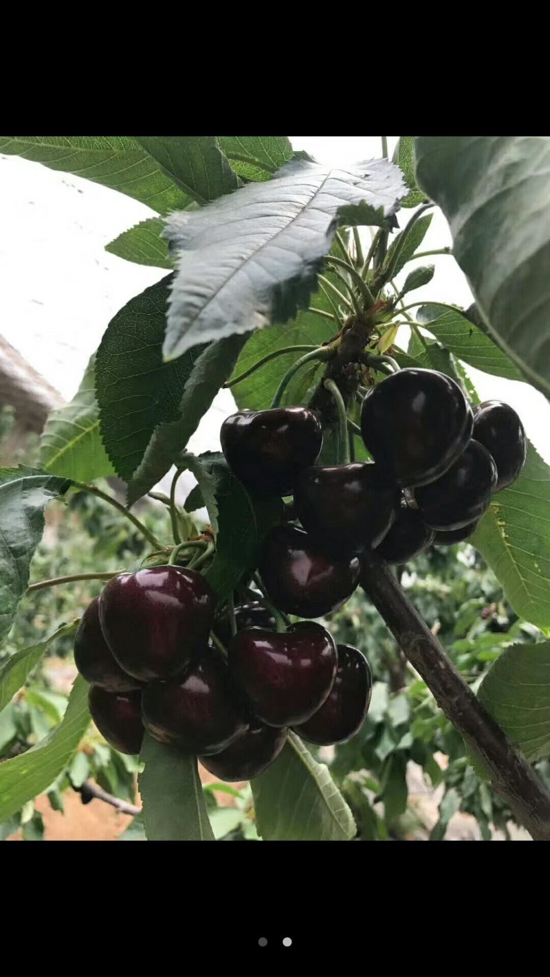 俄罗斯八号樱桃树苗育苗基地组培吉塞拉砧木