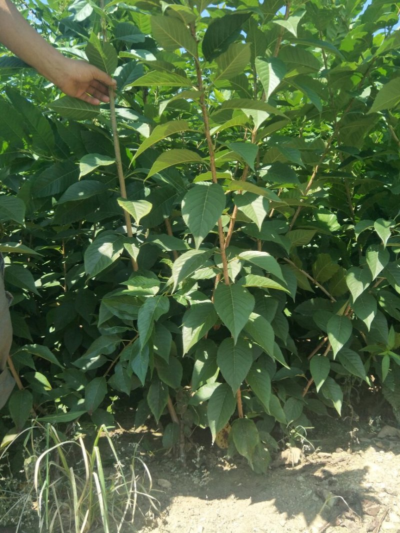 俄罗斯八号樱桃树苗育苗基地组培吉塞拉砧木