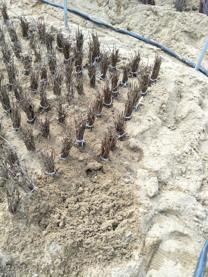 俄罗斯八号樱桃树苗育苗基地组培吉塞拉砧木