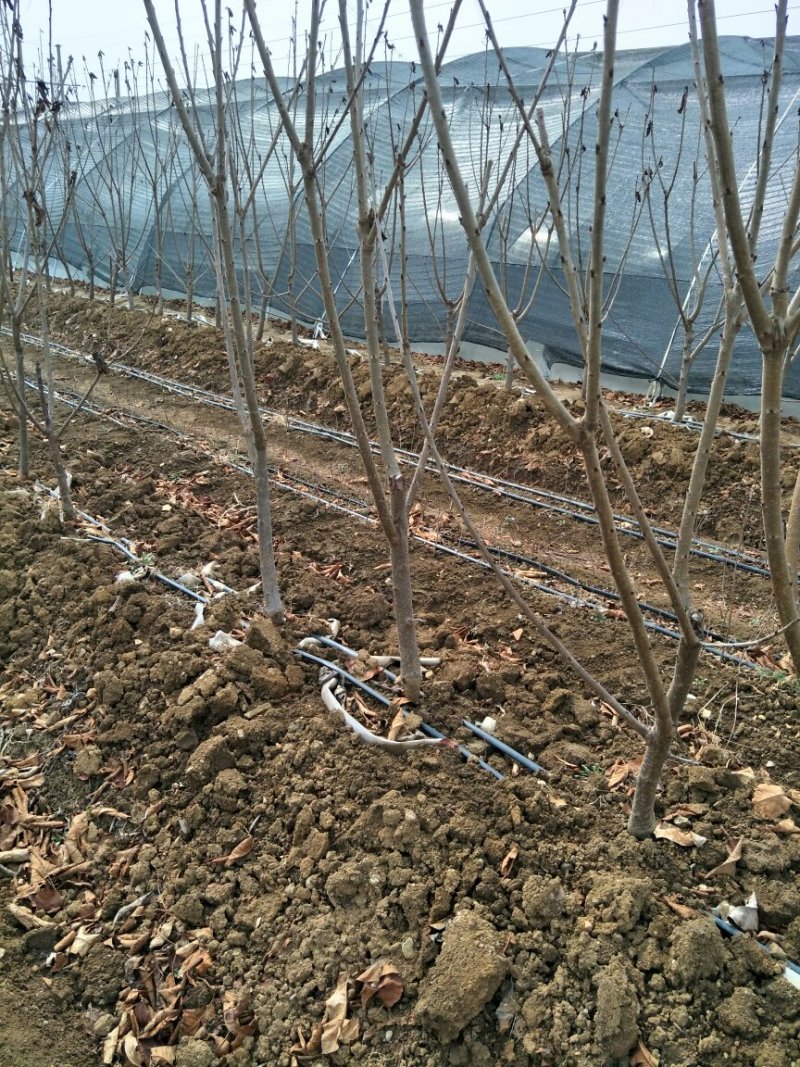 俄罗斯八号樱桃树苗育苗基地组培吉塞拉砧木