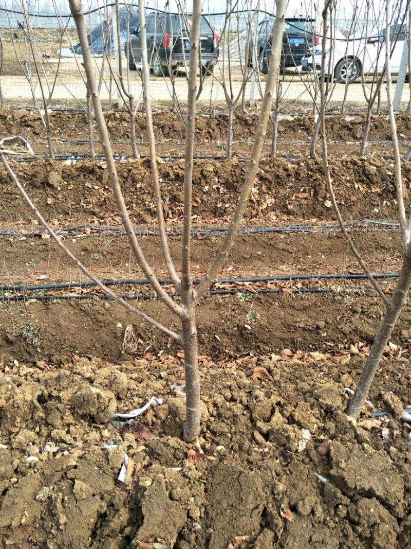 俄罗斯八号樱桃树苗育苗基地组培吉塞拉砧木