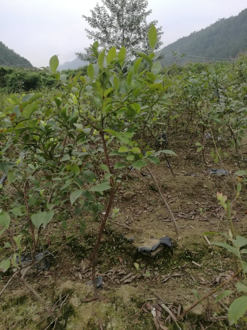 蓝莓苗2-3年，50-80cm抗病性强，免费提供技