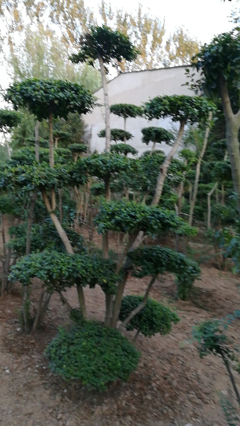 女贞造型