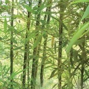 斑竹