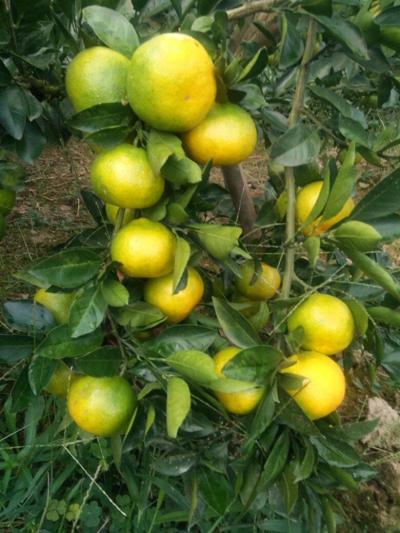 蜜桔产地直供5.5~6cm