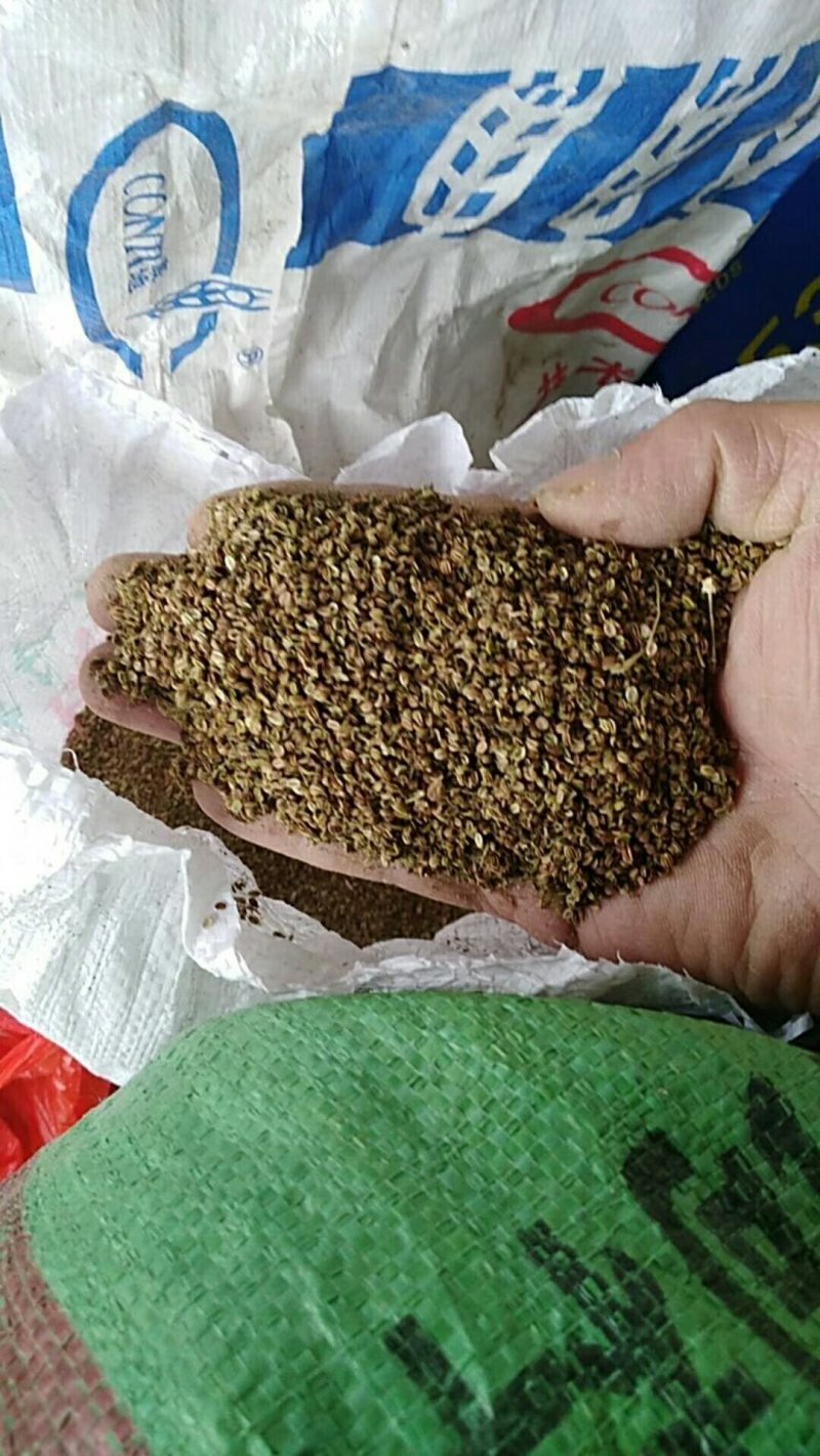 精品蛇床子