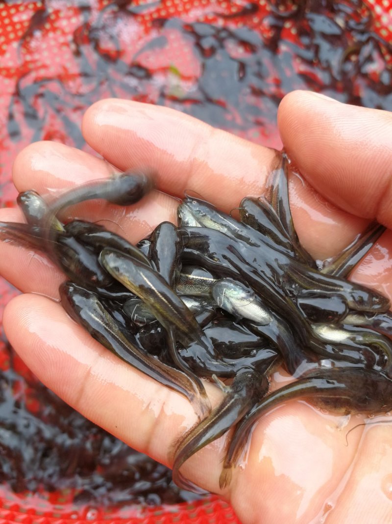 鲶鱼