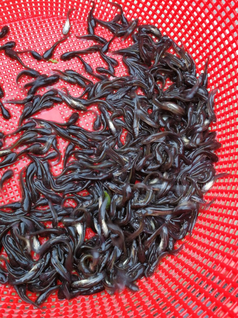 鲶鱼