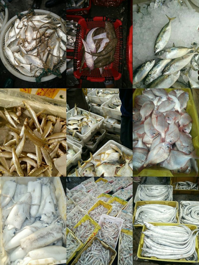 冰鲜鱼，黄尾鱼，鲨鱼，白鱼，沙尖鱼，鱿鱼鲈鱼三牙，瓜子鱼