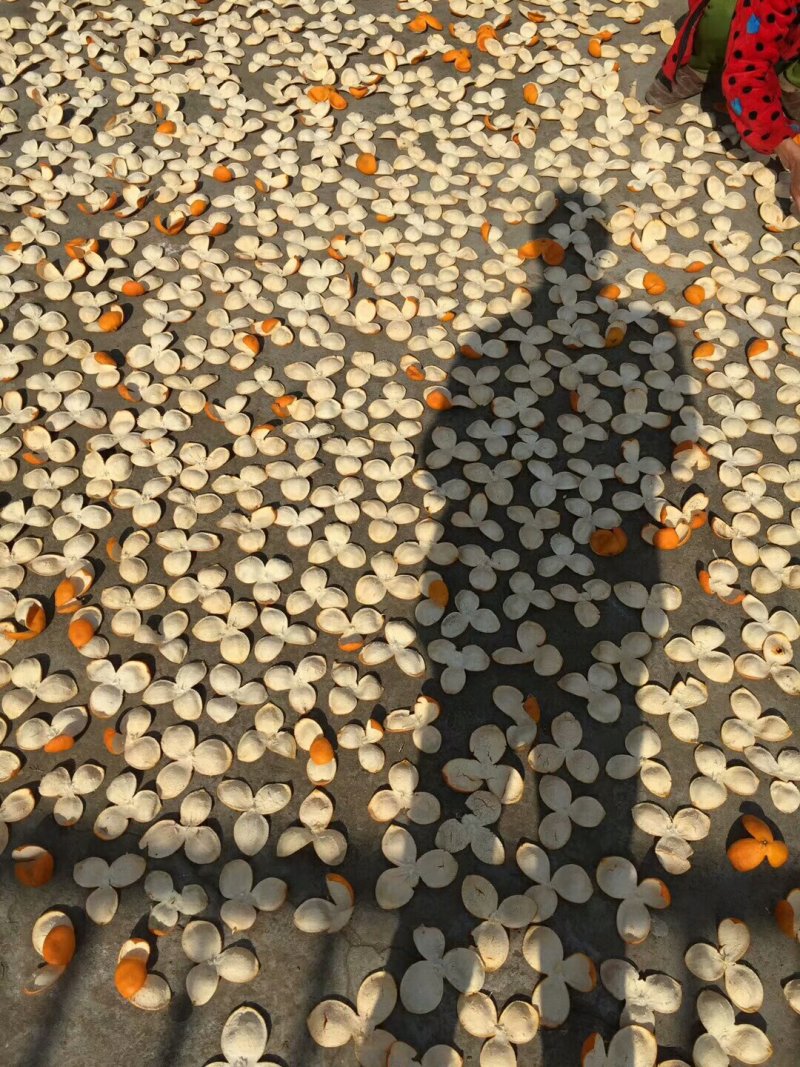 陈皮三花四花精品