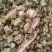 大别山无硫葛根丁量大从优