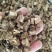 大别山无硫葛根丁量大从优