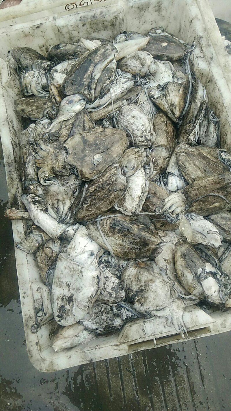 冰鲜鱼，黄尾鱼，鲨鱼，白鱼，沙尖鱼，鱿鱼鲈鱼三牙，瓜子鱼