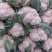 白菜花实花河北万亩菜花基地保证质量