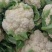 白菜花实花河北万亩菜花基地保证质量