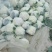 白菜花实花河北万亩菜花基地保证质量