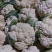 白菜花实花河北万亩菜花基地保证质量